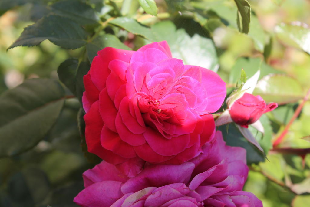 Agriturismo Poggio Della Rosa Amelia Zewnętrze zdjęcie